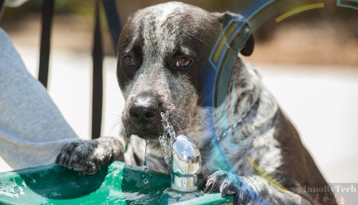 Benefits of Smart Pet Fountains for Pet Hydration